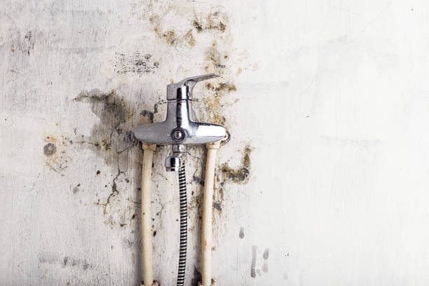 Best Commercial Mold Removal  in New Orleans Station, LA