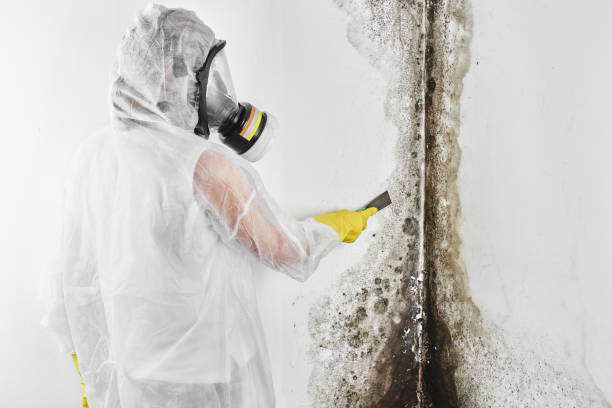 Best Professional Mold Removal  in New Orleans Station, LA