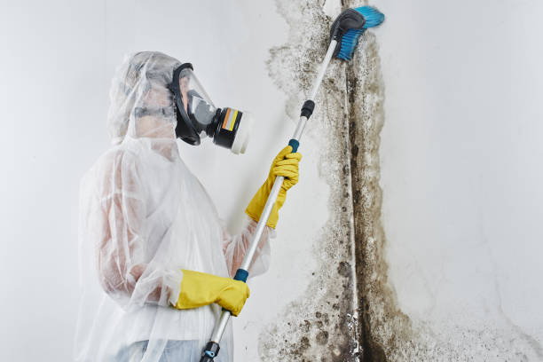 Home Mold Removal in New Orleans Station, LA