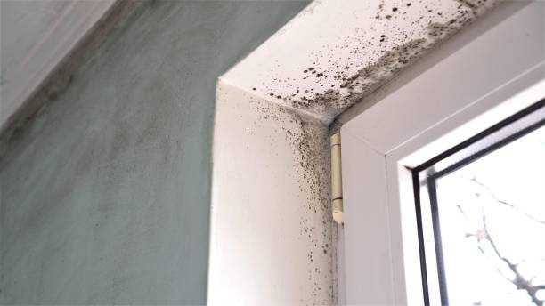 Best Residential Mold Removal  in New Orleans Station, LA