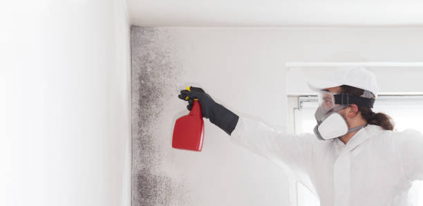 Best Office Mold Removal Services  in New Orleans Station, LA