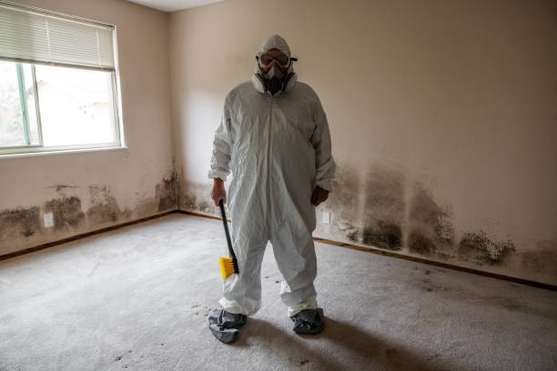 Best Affordable Mold Removal  in New Orleans Station, LA